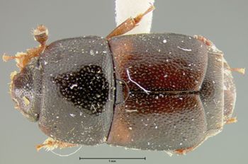 Media type: image;   Entomology 24485 Aspect: habitus dorsal view